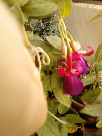 fuchsia rosu cu mov - septembrie 2012