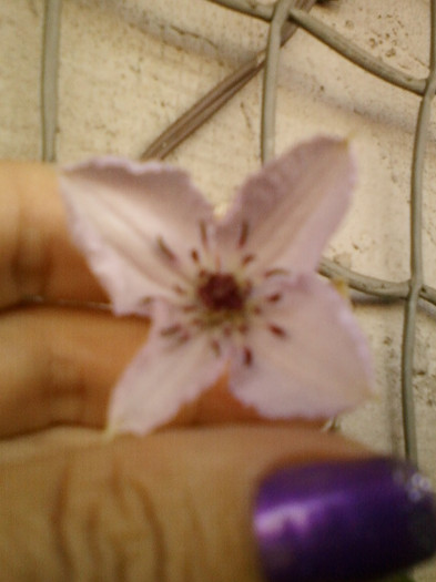 clematis roz-dr ruppel - septembrie 2012
