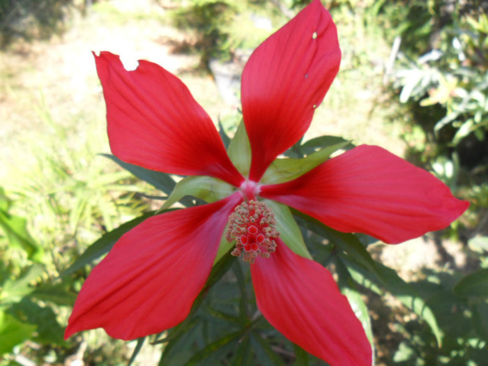 hibiscus texas star
