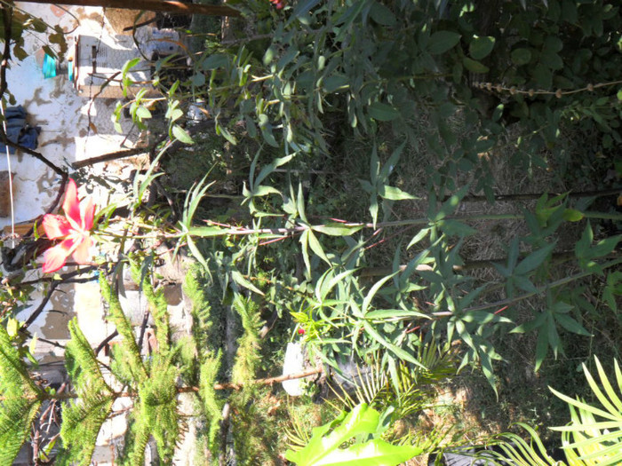 HIBISCUS TEXAS STAR - Cateva plante din colectia personala din gradina si altele la vanzare