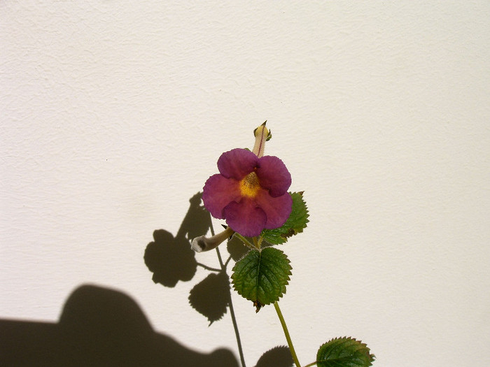 Harry Williams - ACHIMENES