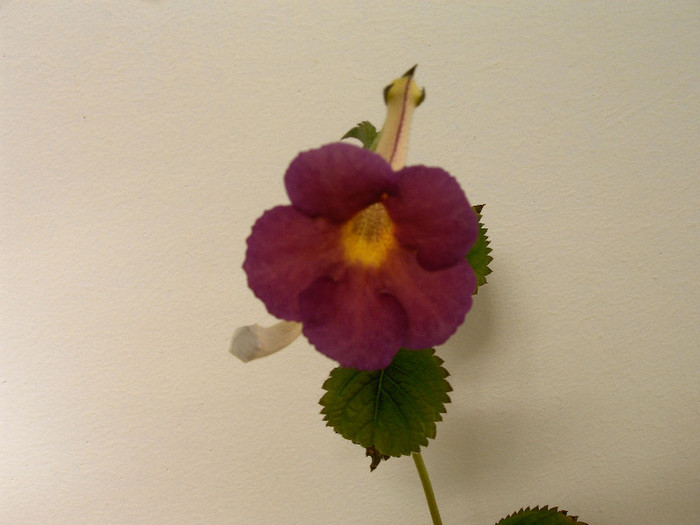 IMAG0044 - ACHIMENES