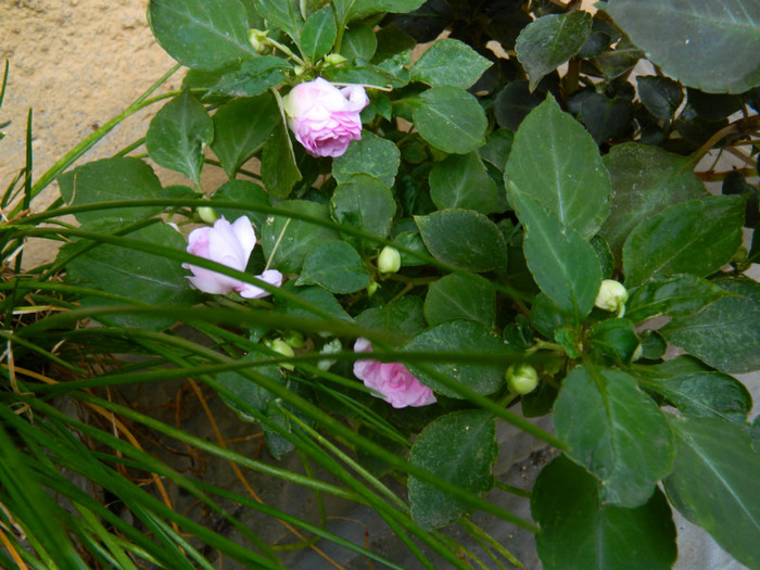 DSCN9596 - SEPTEMBRIE 2012
