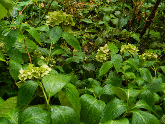 DSCN9631 - SEPTEMBRIE 2012