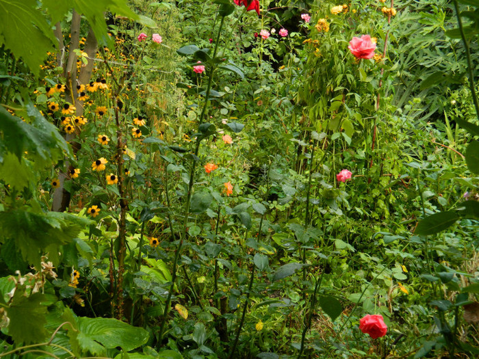 DSCN9635 - SEPTEMBRIE 2012