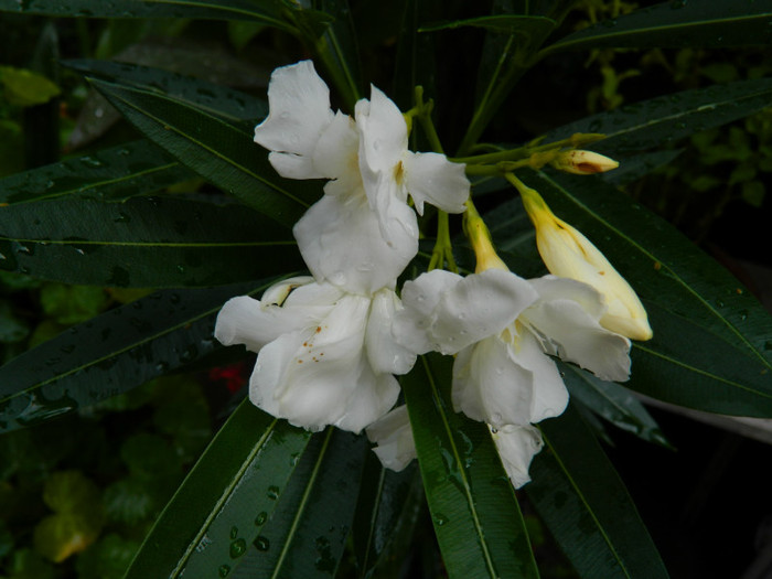 DSCN9638 - SEPTEMBRIE 2012