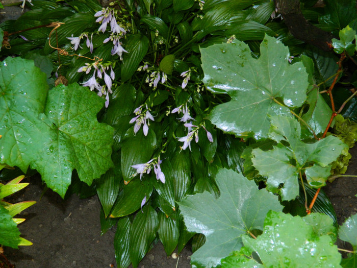 DSCN9639 - SEPTEMBRIE 2012