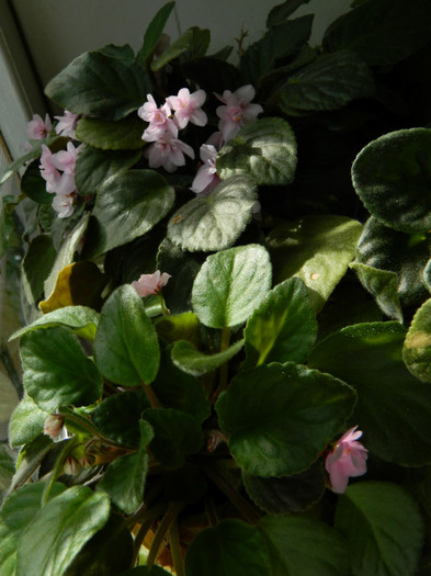 DSCN9644 - SEPTEMBRIE 2012