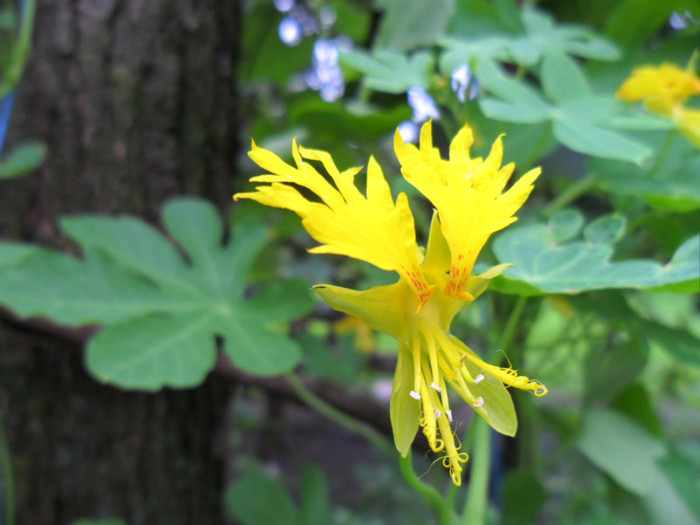 tropaeolum floarea