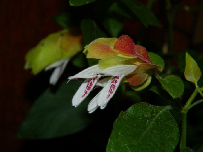 DSCN9661 - SEPTEMBRIE 2012