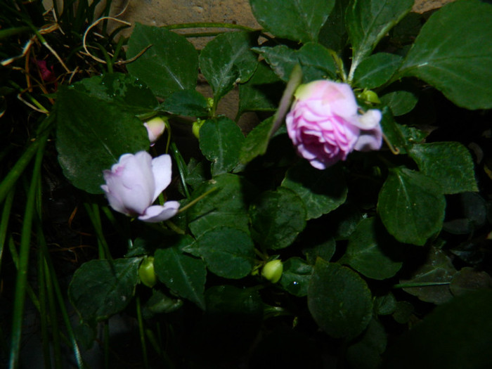 DSCN9518 - SEPTEMBRIE 2012