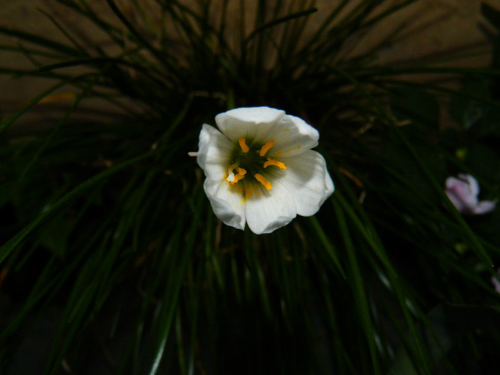 DSCN9530 - SEPTEMBRIE 2012