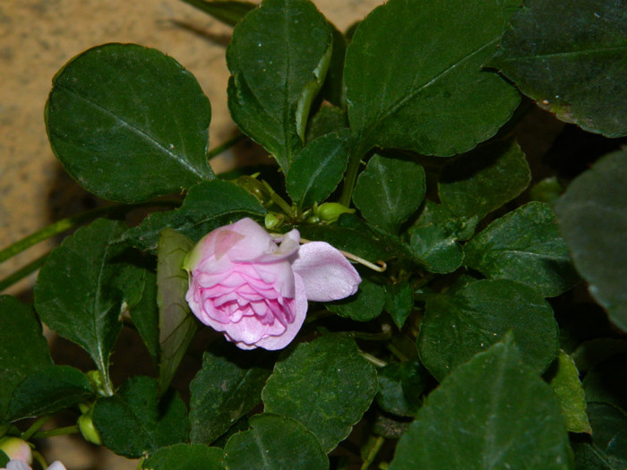 DSCN9532 - SEPTEMBRIE 2012