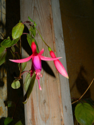 DSCN9533 - SEPTEMBRIE 2012