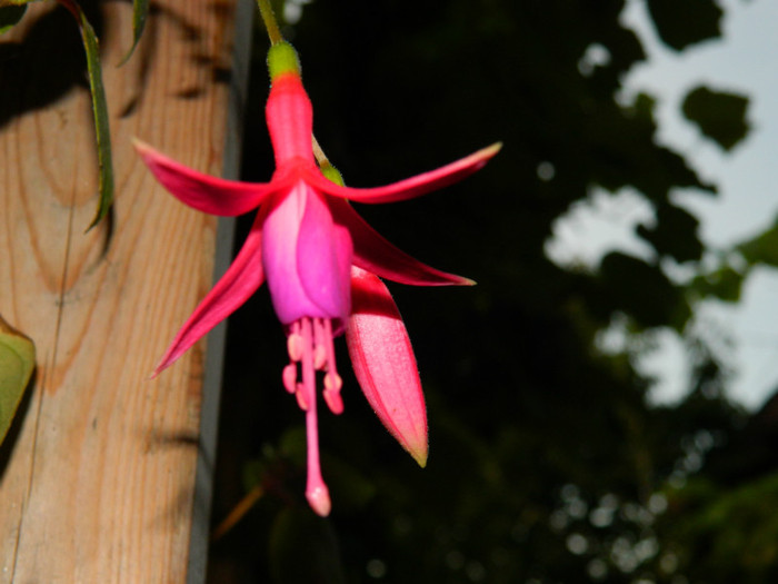 DSCN9534 - SEPTEMBRIE 2012