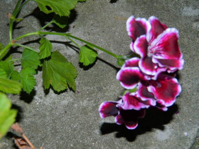 DSCN9536 - SEPTEMBRIE 2012