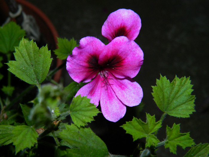 DSCN9537 - SEPTEMBRIE 2012