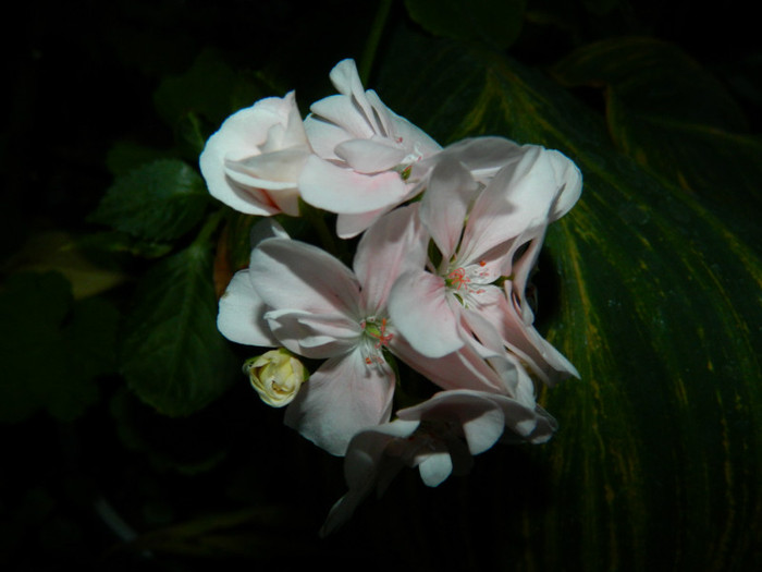 DSCN9539 - SEPTEMBRIE 2012