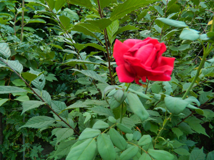 DSCN9545 - SEPTEMBRIE 2012