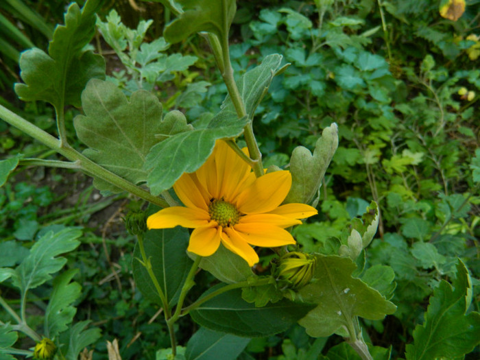 DSCN9546 - SEPTEMBRIE 2012