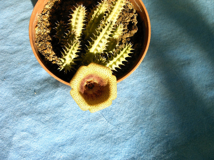 IMAG0025 - Cactusi -suculente