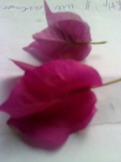 Imagine2768 - Bougainvillia