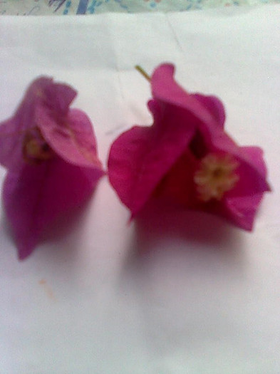 Imagine2767 - Bougainvillia