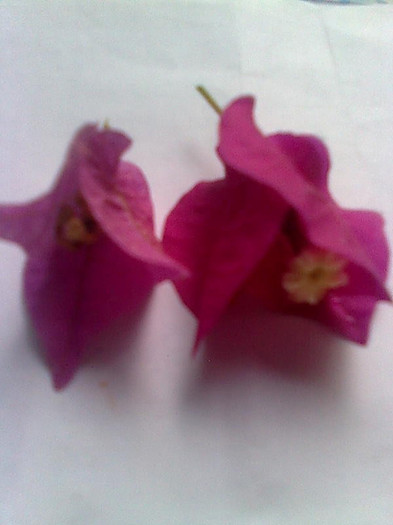 Imagine2765 - Bougainvillia