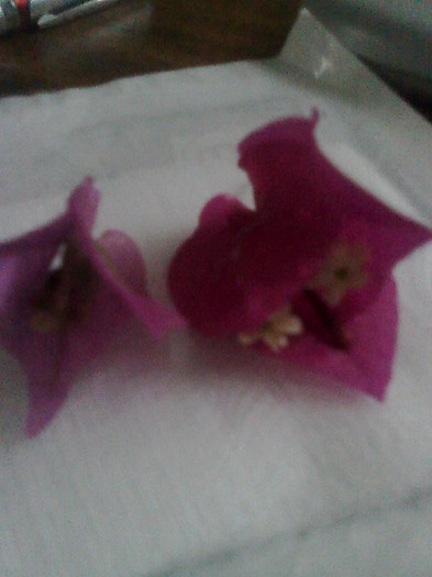 Imagine2759 - Bougainvillia