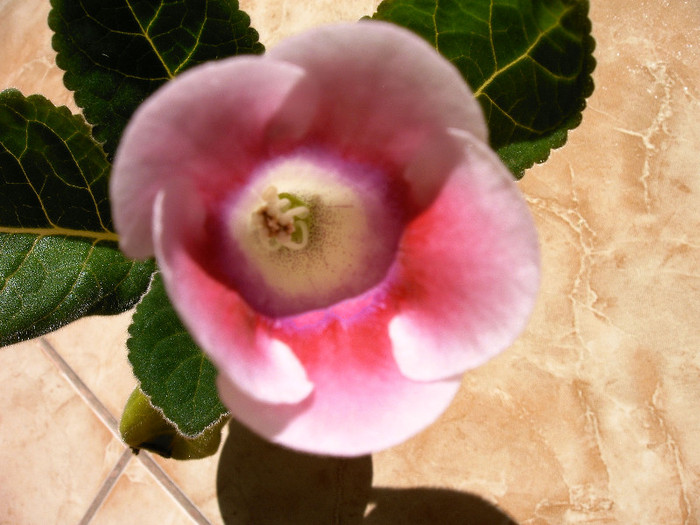 IMAG0032