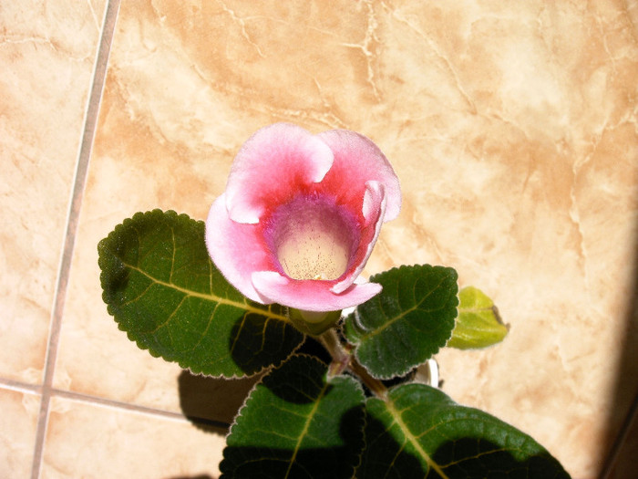 IMAG0036