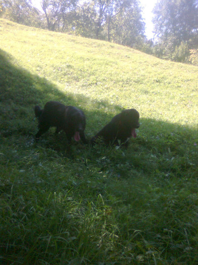 fratii: Mereanu si Ploiesteanu