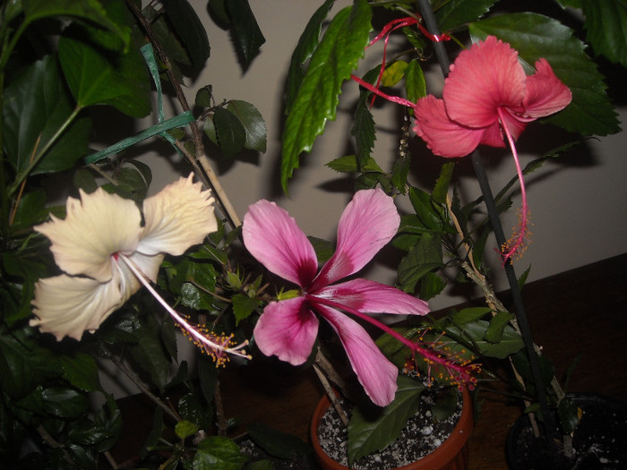 Hibiscus grup