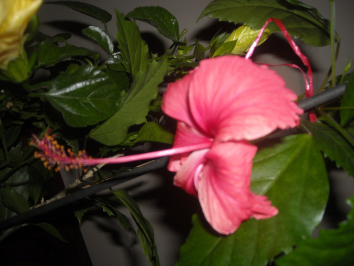 Hibiscus Andersonii