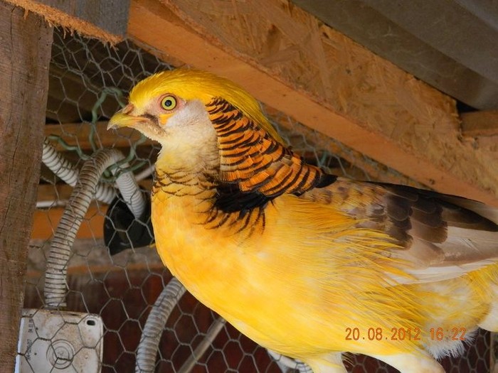 DSCN1640 - Chrysolophus pictus - fazanul auriu pe galben