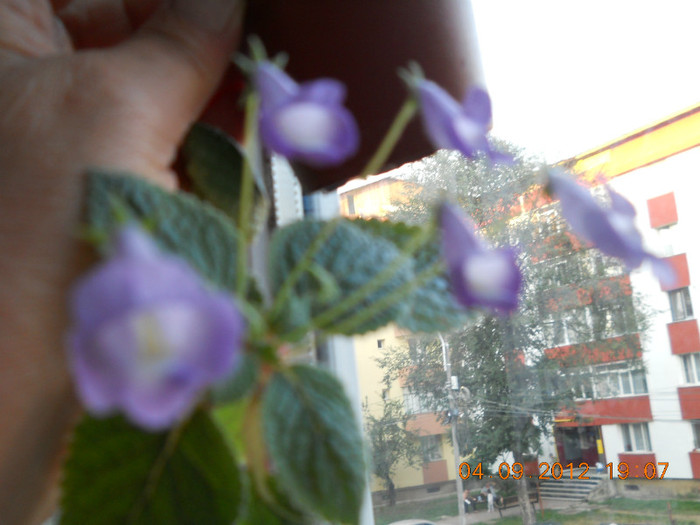 floricele - ACHIMENES- KOHLERIA SI EUCODONIA