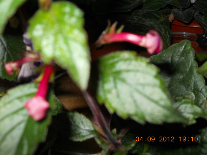 04.09.2012 024 - ACHIMENES- KOHLERIA SI EUCODONIA