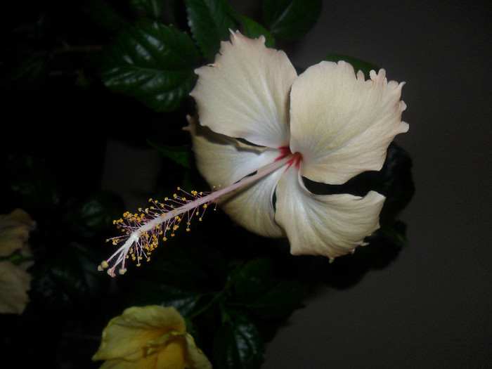 Hibiscus Fort de France