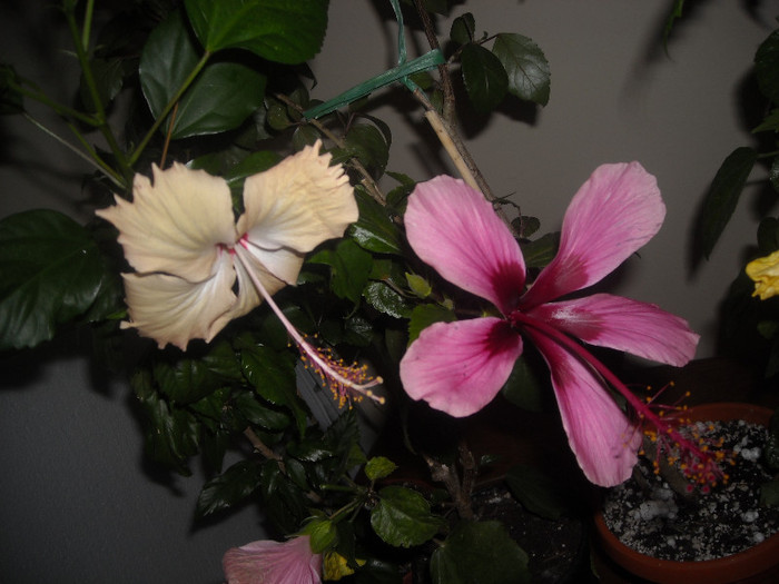 Hibiscus Fort de France   Fidjian Islandd