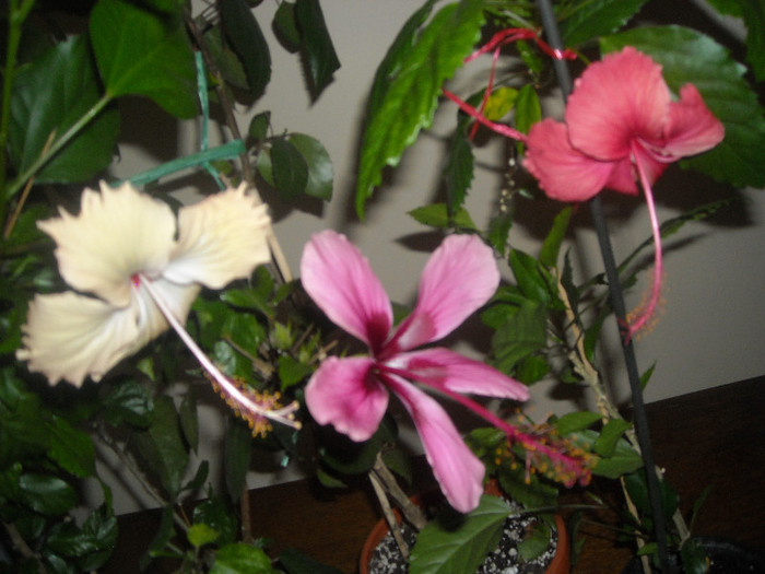 Hibiscus grup
