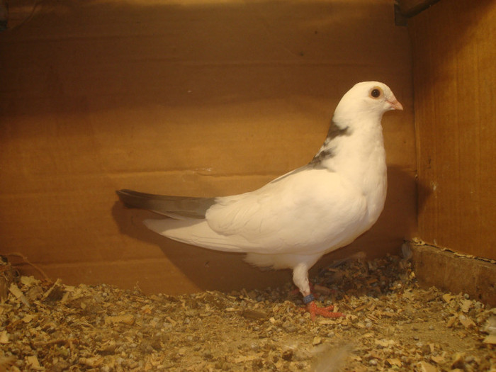 Dat in Turda la Bozdog Petru - D- Porumbei JUCATORI DE GALATI VANDUTI Album 1