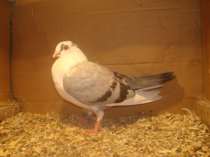 Dat in Turda la Bozdog Petru - D- Porumbei JUCATORI DE GALATI VANDUTI Album 1