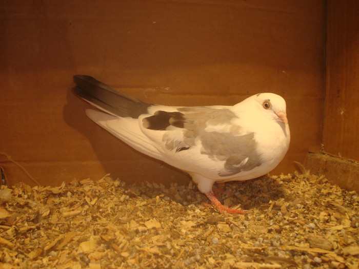 Data in Turda la Bozdog Petru - D- Porumbei JUCATORI DE GALATI VANDUTI Album 1