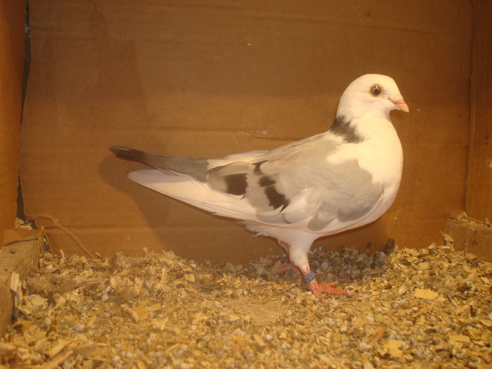 Data in Turda la Bozdog Petru - D- Porumbei JUCATORI DE GALATI VANDUTI Album 1