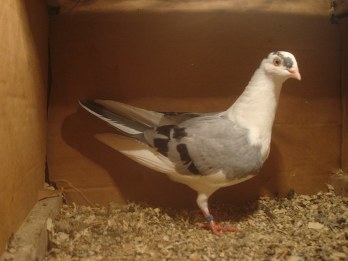 Dat in Turda la Bozdog Petru - D- Porumbei JUCATORI DE GALATI VANDUTI Album 1