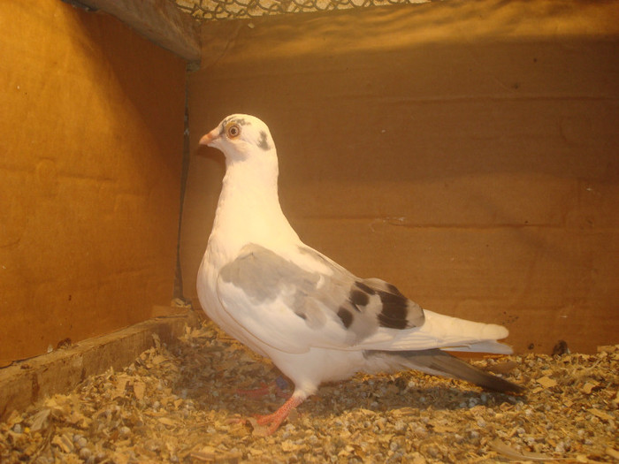 Data in Turda la Bozdog Petru - D- Porumbei JUCATORI DE GALATI VANDUTI Album 1