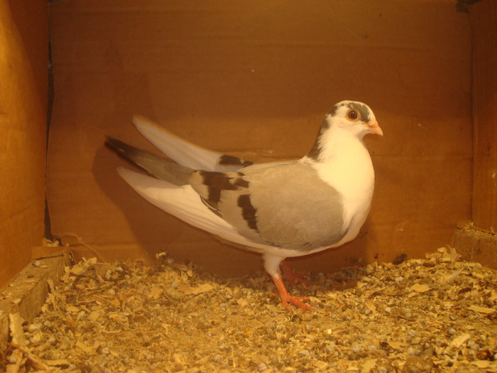 Dat in Turda la Bozdog Petru - D- Porumbei JUCATORI DE GALATI VANDUTI Album 1