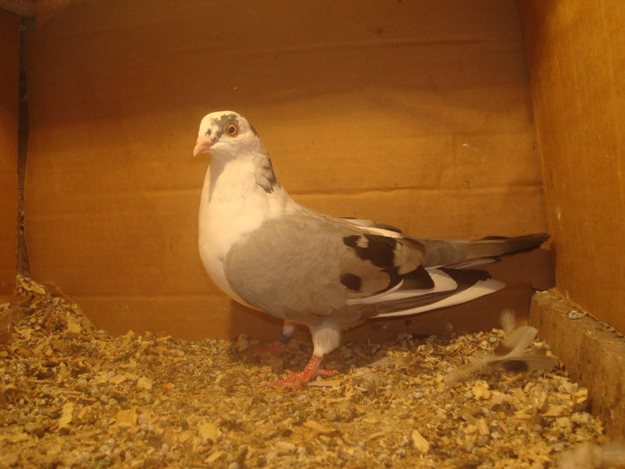 Data in Turda la Bozdog Petru - D- Porumbei JUCATORI DE GALATI VANDUTI Album 1