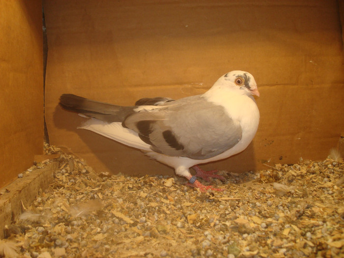 Dat in Turda la Bozdog Petru - D- Porumbei JUCATORI DE GALATI VANDUTI Album 1