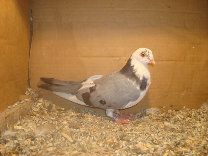 Data in Turda la Bozdog Petru - D- Porumbei JUCATORI DE GALATI VANDUTI Album 1